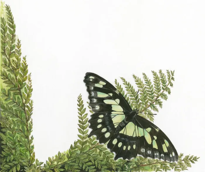 Framed Print : Malachite (Siproeta stelenes) butterfly on leaf stem Framed Print : Malachite (Siproeta stelenes) butterfly on leaf stem