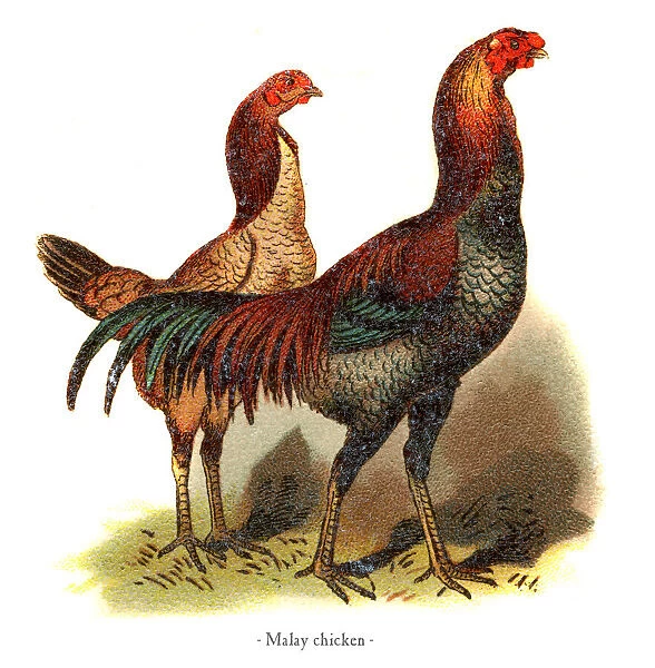 Malay chicken chromolithography 1882