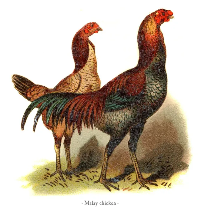 Framed Print : Malay chicken chromolithography 1882 Framed Print : Malay chicken chromolithography 1882