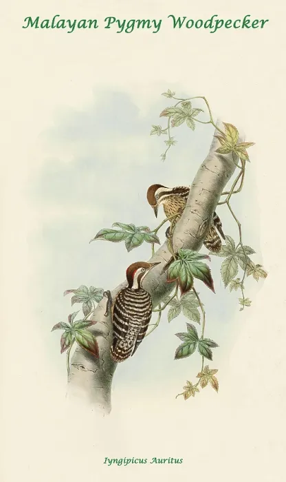 Framed Print : Malayan Pygmy Woodpecker Framed Print : Malayan Pygmy Woodpecker