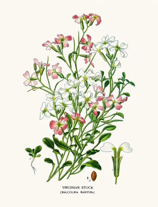 Framed Print : Malcolmia maritima, Virginia stock Framed Print : Malcolmia maritima, Virginia stock