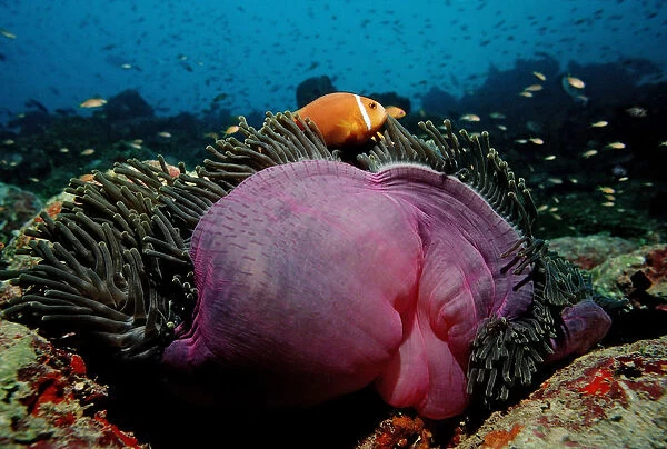 Maldives Anemonefish (Amphiprion nigripes) in pink Magnificent Sea Anemone (Heteractis magnifica), Maldives, Indian Ocean