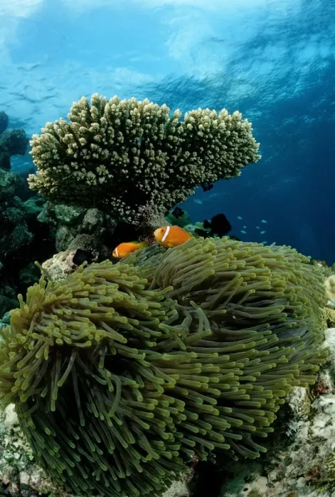Framed Print : Maldives Anemonefish (Amphiprion nigripes) in Magnificent Sea Anemone (Heteractis magnifica), Maldives, Indian Ocean