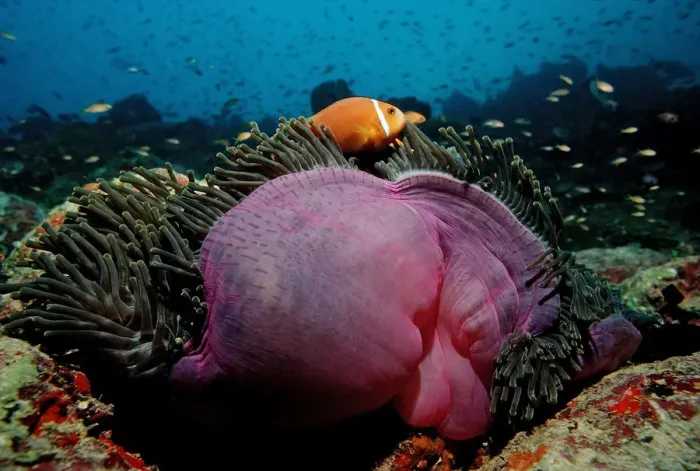 Framed Print : Maldives Anemonefish (Amphiprion nigripes) in pink Magnificent Sea Anemone (Heteractis magnifica), Maldives, Indian Ocean