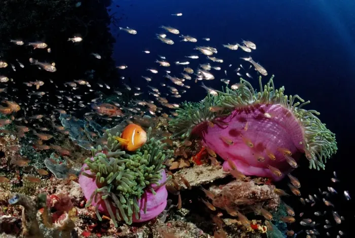 Framed Print : Maldives Anemonefish (Amphiprion nigripes) in pink Magnificent Sea Anemone (Heteractis magnifica), Maldives, Indian Ocean Framed Print : Maldives Anemonefish (Amphiprion nigripes) in pink Magnificent Sea Anemone (Heteractis magnifica), Maldives, Indian Ocean