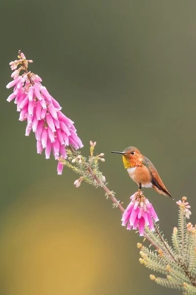 Tiny. A male Allens Hummingbird resting on top of a flower revealing its