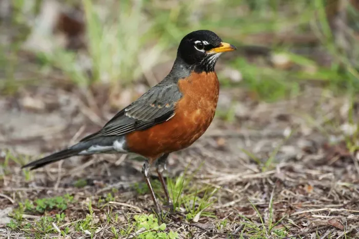 Framed Print : Male american robin in spring Framed Print : Male american robin in spring