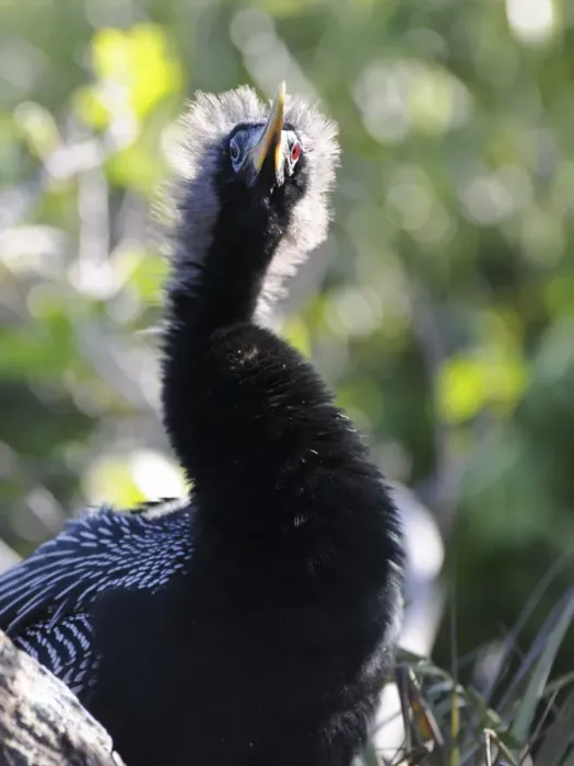 Framed Print : Male anhinga, Anhinga anhinga, sitting on nest. Everglades National Park, Florida, USA. UNESCO World Heritage Site (Biosphere Reserve) Framed Print : Male anhinga, Anhinga anhinga, sitting on nest. Everglades National Park, Florida, USA. UNESCO World Heritage Site (Biosphere Reserve)