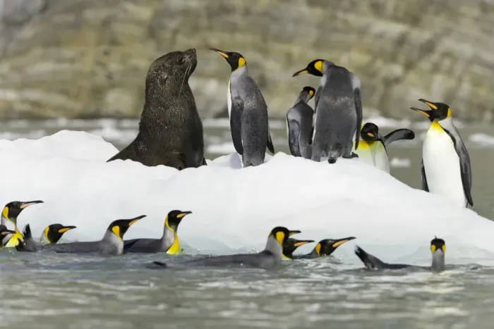 Framed Print : Male Antarctic fur seal and king penguins on ice floe