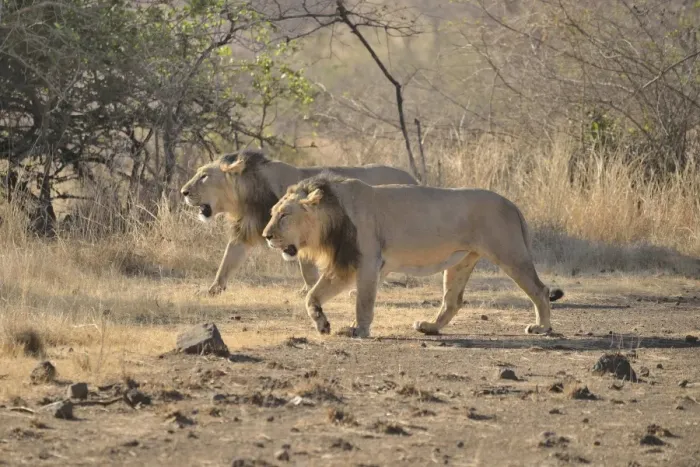 Framed Print : Two male Asiatic Lions -Panthera leo persica-, Gir Interpretation Zone, Gir Forest National Park, Gir Sanctuary, Gujarat, India