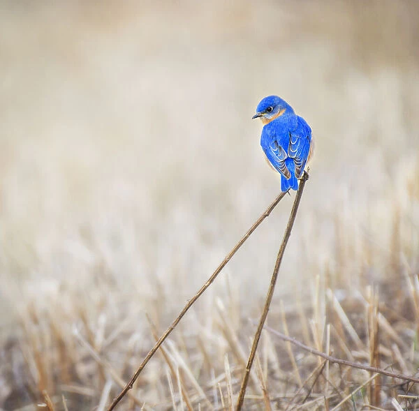 Male Bluebird on Interesting Perch in Winter