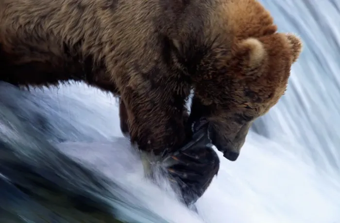 Framed Print : Male brown bear (Ursus arctos) catching salmon Framed Print : Male brown bear (Ursus arctos) catching salmon