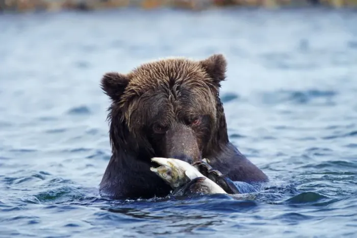 Framed Print : Male brown bear (Ursus arctos) eating salmon