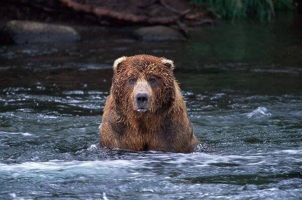 Male brown bear (Ursus arctos) in river