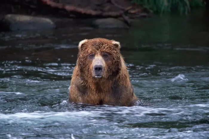Framed Print : Male brown bear (Ursus arctos) in river Framed Print : Male brown bear (Ursus arctos) in river
