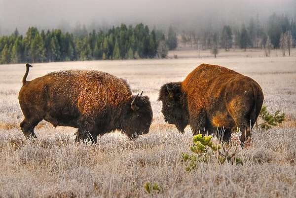 Male Buffalo  /  Bison Squaring Off