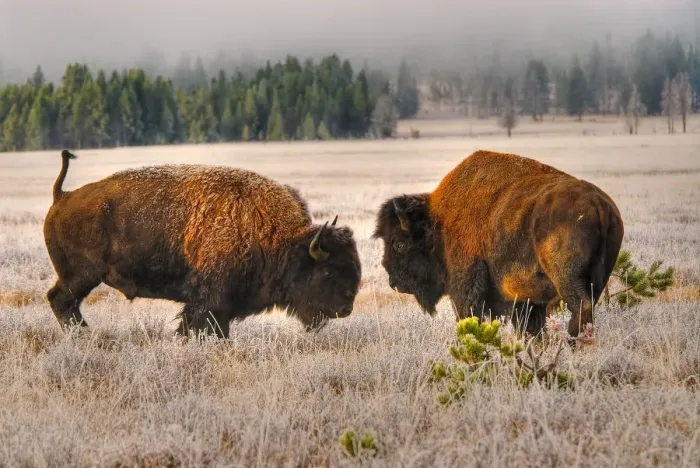 Framed Print : Male Buffalo / Bison Squaring Off Framed Print : Male Buffalo / Bison Squaring Off
