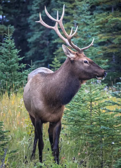 Framed Print : Male Bull Elk, Banff National Park, Alberta, Canada Framed Print : Male Bull Elk, Banff National Park, Alberta, Canada