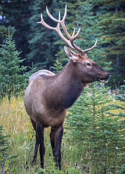 Male Bull Elk, Banff National Park, Alberta, Canada