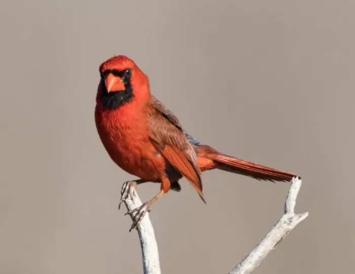 Framed Print : Male Cardinal on a Branch Framed Print : Male Cardinal on a Branch