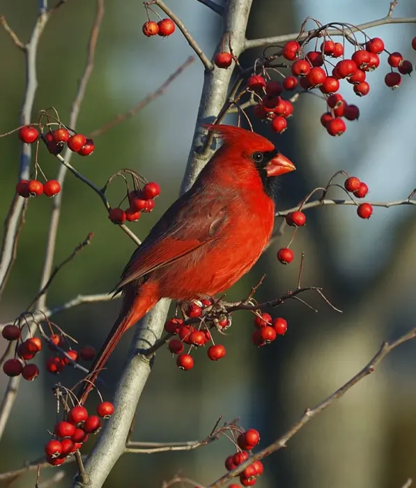 Framed Print : Male Cardinal on branch