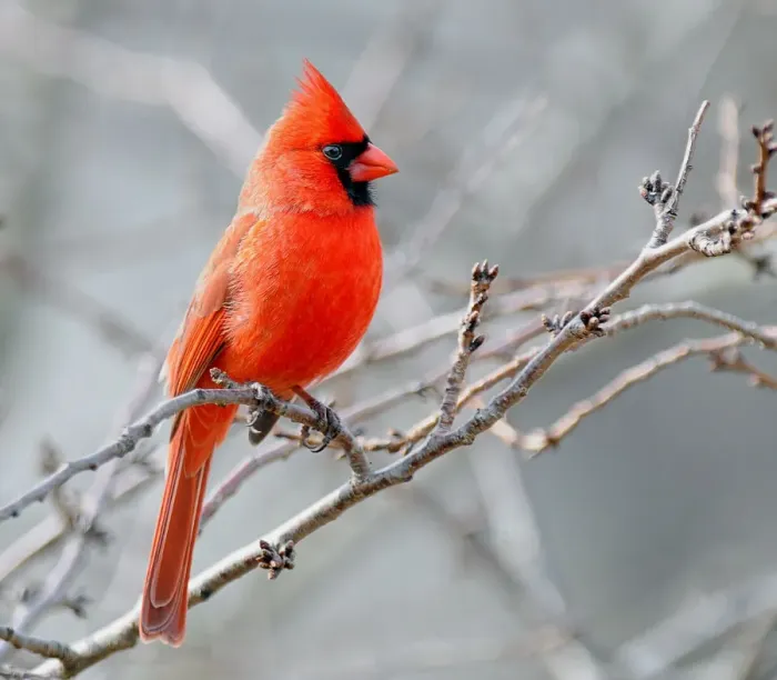 Framed Print : Male cardinal perched against grey sky Framed Print : Male cardinal perched against grey sky