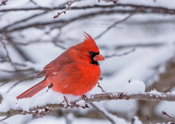 Male Cardinal perched during a snow storm
