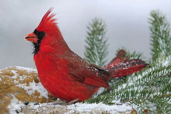 Male Cardinal in snow