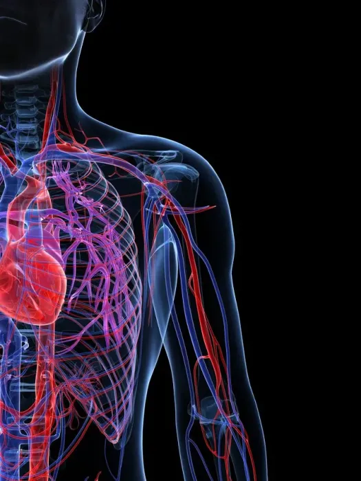 Framed Print : Male cardiovascular system, artwork Framed Print : Male cardiovascular system, artwork