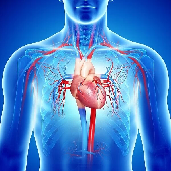 Male cardiovascular system, artwork