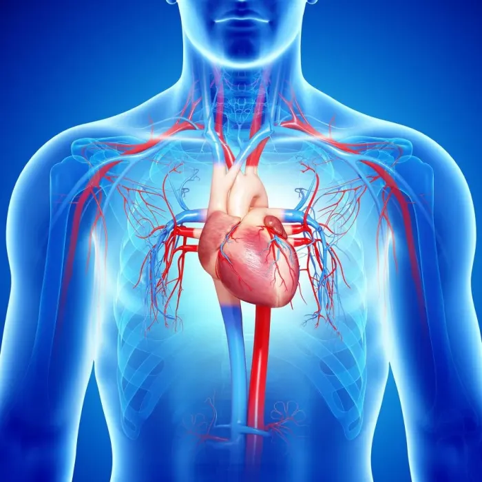 Framed Print : Male cardiovascular system, artwork Framed Print : Male cardiovascular system, artwork