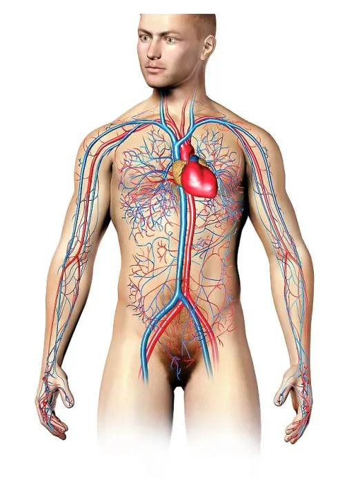 Framed Print : Male cardiovascular system, artwork Framed Print : Male cardiovascular system, artwork
