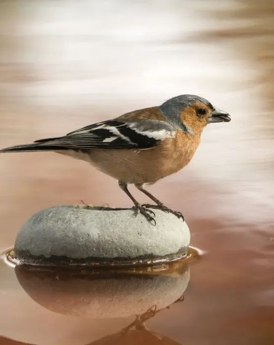 Framed Print : Male Chaffinch bird species, (Fringilla coelebs ), perched on a rock drinking, reflected in water Framed Print : Male Chaffinch bird species, (Fringilla coelebs ), perched on a rock drinking, reflected in water