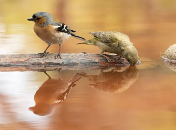 Framed Print : Male Chaffinch bird species, (Fringilla coelebs ), perched on a rock drinking, reflected in water Framed Print : Male Chaffinch bird species, (Fringilla coelebs ), perched on a rock drinking, reflected in water