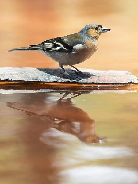 Male Chaffinch bird species, (Fringilla coelebs ), perched on a rock drinking, reflected in water