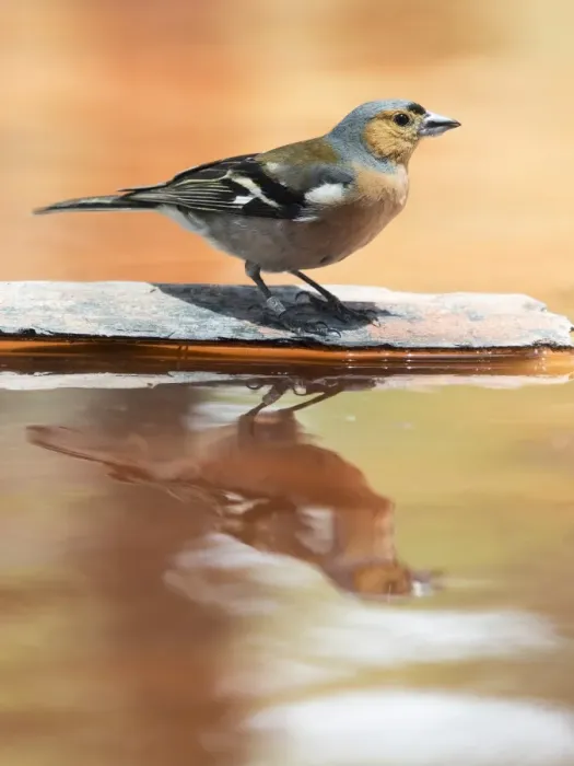 Framed Print : Male Chaffinch bird species, (Fringilla coelebs ), perched on a rock drinking, reflected in water