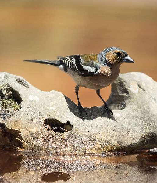 Male Chaffinch bird species, (Fringilla coelebs ), perched on a rock drinking