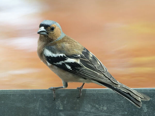 Male Chaffinch bird species, (Fringilla coelebs ), of the family Passeriformes