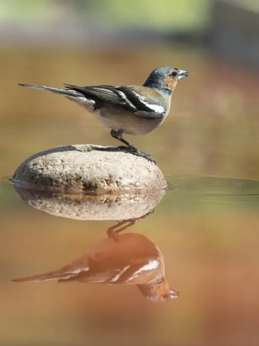 Framed Print : Male Chaffinch bird species, (Fringilla coelebs ), of the family Passeriformes, put on a rock with his reflection in the water Framed Print : Male Chaffinch bird species, (Fringilla coelebs ), of the family Passeriformes, put on a rock with his reflection in the water