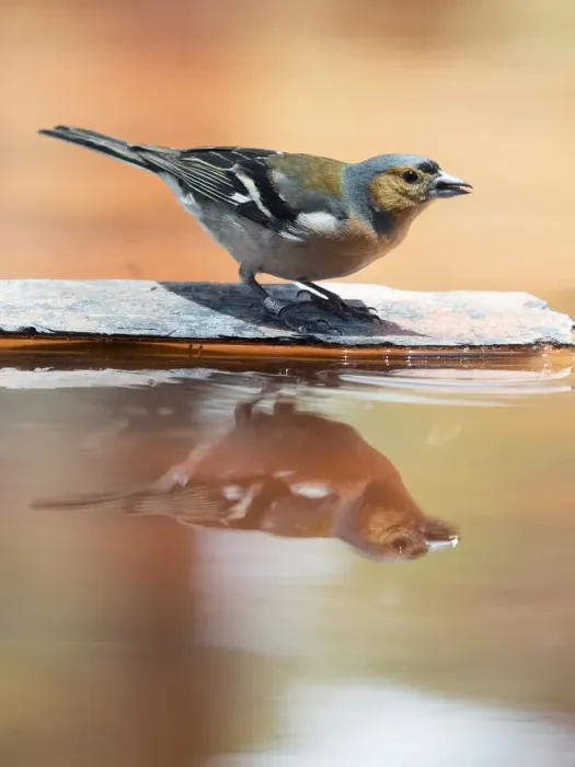 Framed Print : Male Chaffinch bird species, (Fringilla coelebs ), of the family Passeriformes, put on a rock with his reflection in the water Framed Print : Male Chaffinch bird species, (Fringilla coelebs ), of the family Passeriformes, put on a rock with his reflection in the water