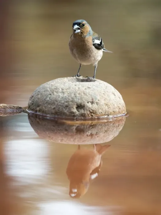 Framed Print : Male Chaffinch bird species, (Fringilla coelebs ), of the family Passeriformes, put on a rock with his reflection in the water Framed Print : Male Chaffinch bird species, (Fringilla coelebs ), of the family Passeriformes, put on a rock with his reflection in the water