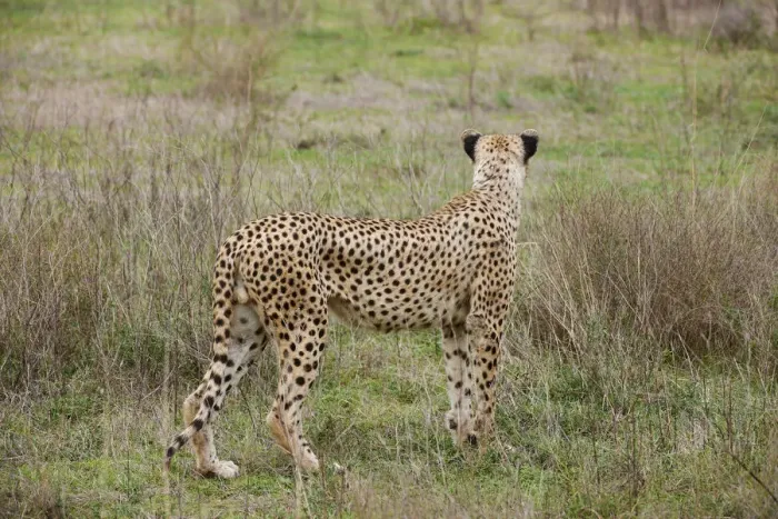 Framed Print : male Cheetah, Acinonyx jubatus Framed Print : male Cheetah, Acinonyx jubatus