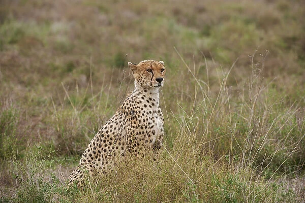 male Cheetah, Acinonyx jubatus