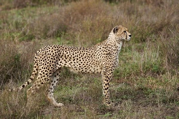 male Cheetah, Acinonyx jubatus