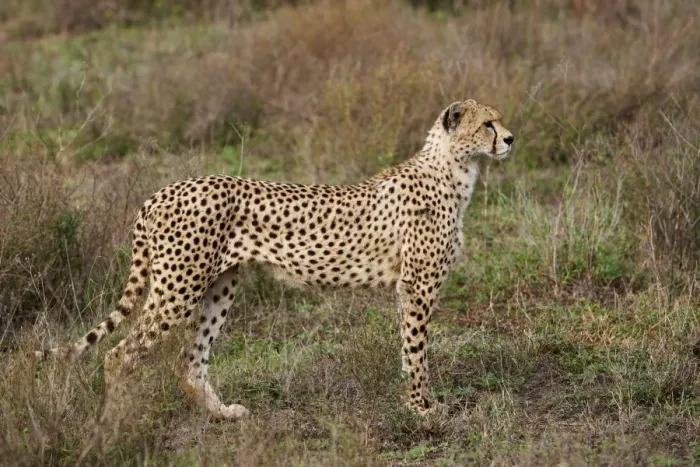 Framed Print : male Cheetah, Acinonyx jubatus