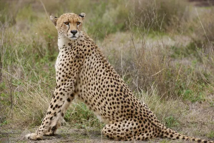 Framed Print : male Cheetah, Acinonyx jubatus Framed Print : male Cheetah, Acinonyx jubatus