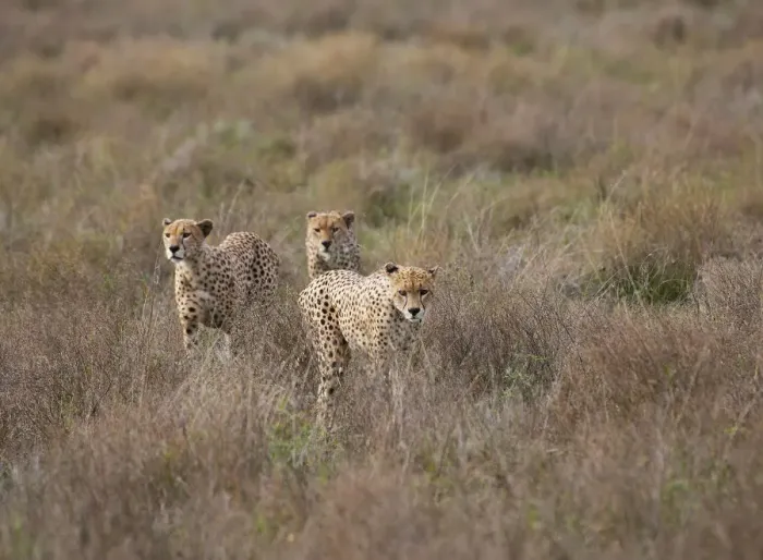 Framed Print : male Cheetah, Acinonyx jubatus Framed Print : male Cheetah, Acinonyx jubatus
