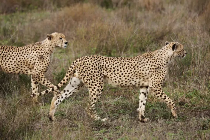 Framed Print : male Cheetah, Acinonyx jubatus Framed Print : male Cheetah, Acinonyx jubatus