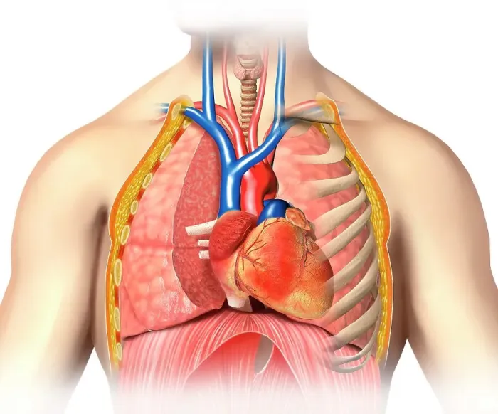 Framed Print : Male chest anatomy, artwork Framed Print : Male chest anatomy, artwork