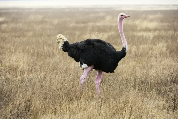 Framed Print : Male Common Ostrich (Struthio camelus) in breeding plumage, Ngorongoro Crater Framed Print : Male Common Ostrich (Struthio camelus) in breeding plumage, Ngorongoro Crater
